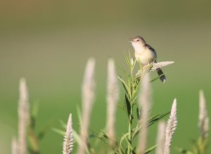 Plain Prinia, 纯色山鹪莺, Prinia inornata-gallery-