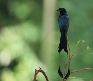 Greater Racket-tailed Drongo, 大盘尾, Dicrurus paradiseus-gallery-