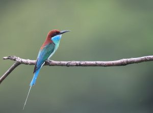 Blue-throated Bee-eater, 蓝喉蜂虎, Merops viridis-gallery-