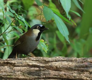 Black-throated Laughingthrush, 黑喉噪鹛, Pterorhinus chinensis-gallery-