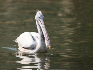 Spot-billed Pelican, 斑嘴鹈鹕, Pelecanus philippensis-gallery-