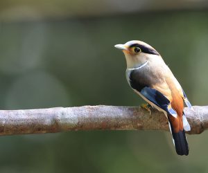 Silver-breasted Broadbilll, 银胸丝冠鸟, Serilophus lunatus-gallery-