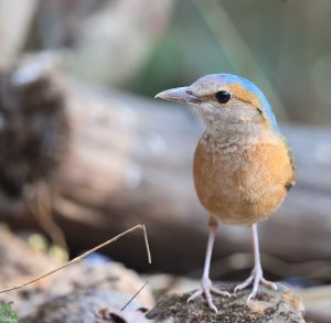 Blue-rumped Pitta, 蓝背八色鸫, Hydrornis soror-gallery-