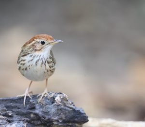 Puff-throated Babbler, 棕头幽鹛, Pellorneum ruficeps-gallery-