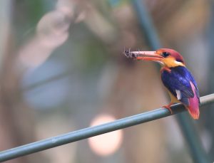 Oriental Dwarf Kingfisher, 三趾翠鸟, Ceyx erithaca-gallery-