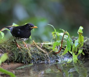 Japanese Thrush, 乌灰鸫, Turdus cardis-gallery-