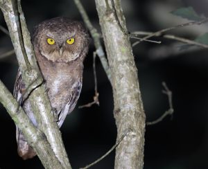 Mountain Scops Owl, 黄嘴角鸮, Otus spilocephalus-gallery-