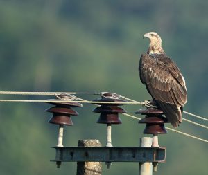 White-bellied Sea Eagle, 白腹海雕, Haliaeetus leucogaster-gallery-