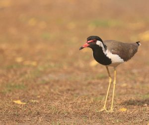 Red-wattled Lapwing, 肉垂麦鸡, Vanellus indicus-gallery-