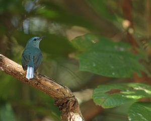 Pale Blue Flycatcher, 纯蓝仙鹟, Cyornis unicolor-gallery-