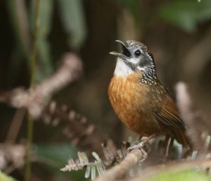 Spot-necked Babbler, 斑颈穗鹛, Stachyris strialata-gallery-