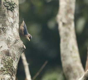 Yellow-billed Nuthatch, 淡紫䴓, Sitta solangiae-gallery-