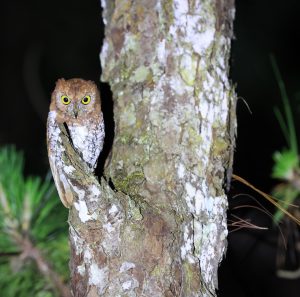 Oriental Scops Owl, 红角鸮, Otus sunia-gallery-