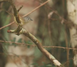 Huet’s Fulvetta, 淡眉雀鹛, Alcippe hueti-gallery-