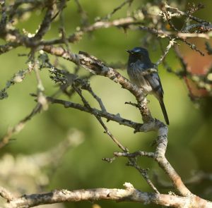 Hainan Blue Flycatcher, 海南蓝仙鹟, Cyornis hainanus-gallery-