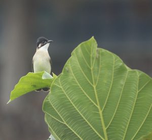 Light-vented Bulbul, 白头鹎, Pycnonotus sinensis-gallery-