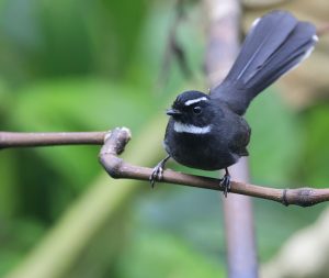 White-throated Fantail, 白喉扇尾鹟, Rhipidura albicollis-gallery-