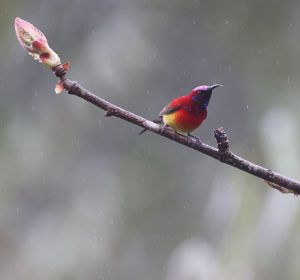 Mrs Gould’s Sunbird, 蓝喉太阳鸟, Aethopyga gouldiae-gallery-