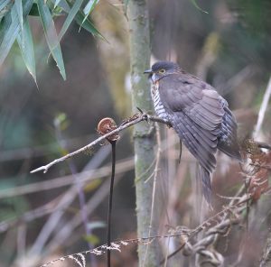 Large Hawk Cuckoo, 鹰鹃, Hierococcyx sparverioides-gallery-