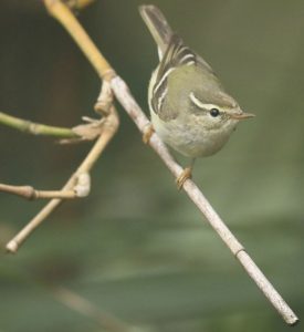 Yellow-browed Warbler, 黄眉柳莺, Phylloscopus inornatus-gallery-