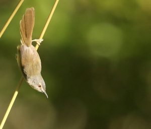 Yellow-bellied Prinia, 黄腹山鹪莺, Prinia flaviventris-gallery-