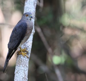 Shikra, 褐耳鹰. Accipiter badius-gallery-