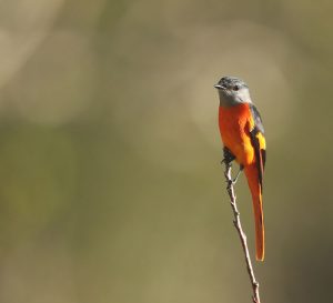 Grey-chinned Minivet, 灰喉山椒鸟, Pericrocotus solaris-gallery-