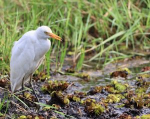 Eastern Cattle Egret, 牛背鹭, Bubulcus coromandus-gallery-