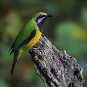 Orange-bellied Leafbird, 橙腹叶鹎, Chloropsis hardwickii-gallery-