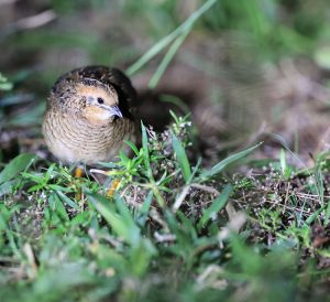 King Quail, 蓝胸鹑, Excalfactoria chinensis-gallery-