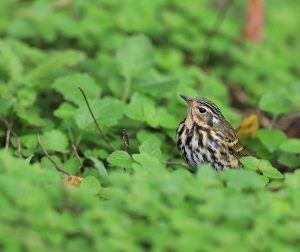 Olive-backed Pipit, 树鹨, Anthus hodgsoni-gallery-