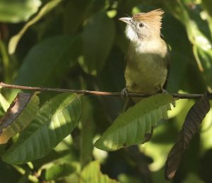 Puff-throated Bulbul, 白喉冠鹎, Alophoixus pallidus-gallery-