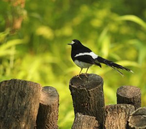 White-crowned Forktail, 白冠燕尾, Enicurus leschenaulti-gallery-