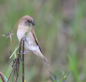 Scaly-breasted Munia, 斑文鸟, Lonchura punctulata-gallery-