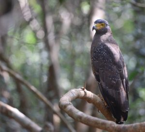 Crested Serpent Eagle, 蛇雕, Spilornis cheela-gallery-