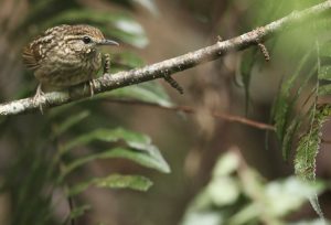 Eyebrowed Wren-Babbler, 纹胸鹪鹛, Napothera epilepidota-gallery-