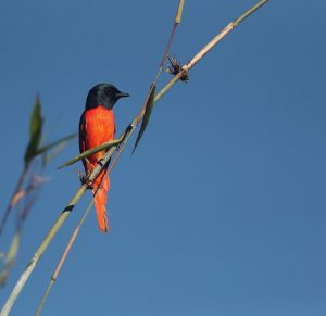 Scarlet Minivet, 赤红山椒鸟, Pericrocotus speciosus-gallery-