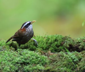 Streak-breasted Scimitar Babbler, 棕颈钩嘴鹛, Pomatorhinus ruficollis-gallery-