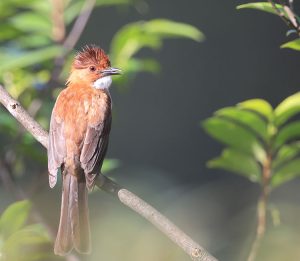 Chestnut Bulbul, 栗背短脚鹎, Hemixos castanonotus-gallery-