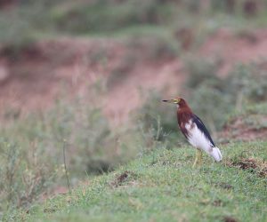 Chinese Pond Heron, 池鹭, Ardeola bacchus-gallery-