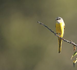 Grey-chinned Minivet, 灰喉山椒鸟, Pericrocotus solaris-gallery-