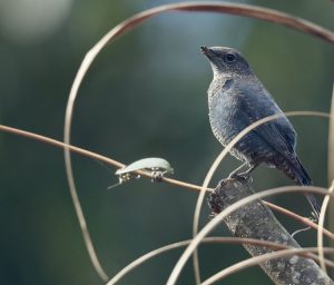 Blue Rock Thrush, 蓝矶鸫, Monticola solitarius-gallery-