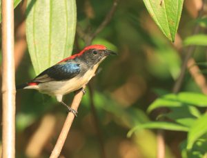 Scarlet-backed Flowerpecker, 朱背啄花鸟, Dicaeum cruentatum-gallery-