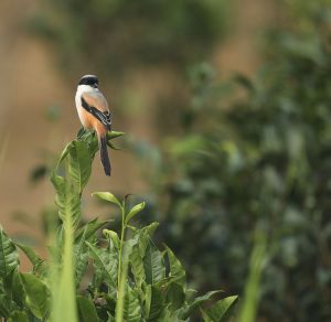 Long-tailed Shrike, 棕背伯劳, Lanius schach-gallery-