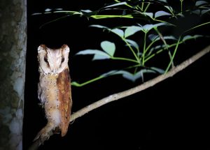 Oriental Bay Owl, 栗鸮, Phodilus badius-gallery-