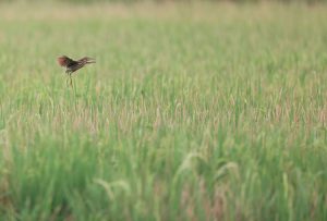 Cinnamon Bittern, 栗苇鳽, Ixobrychus cinnamomeus-gallery-