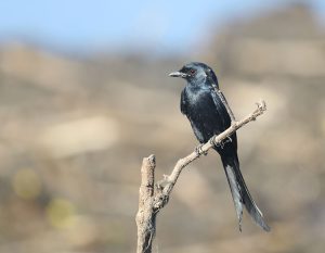 Black Drongo, 黑卷尾, Dicrurus macrocercus-gallery-