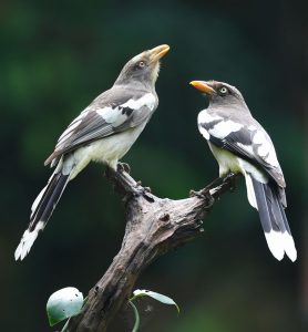 White-winged Magpie, 白翅蓝雀, Urocissa whiteheadi-gallery-