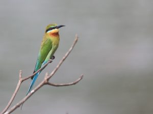 Blue-tailed Bee-eater, 栗喉蜂虎, Merops philippinus-gallery-