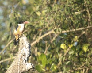 Black-capped Kingfisher, 蓝翡翠, Halcyon pileata-gallery-